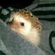 Illustration for article titled Help me choose a prickle pic!